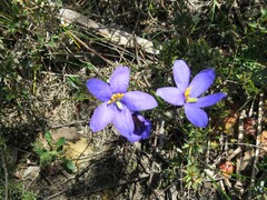 Cheiranthera alternifolia