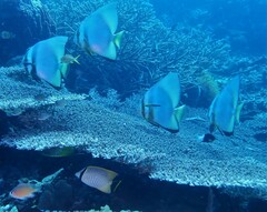 Chaetodon trifascialis