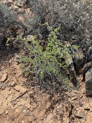 Dioscorea elephantipes