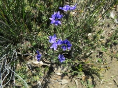 Cheiranthera alternifolia