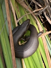Cyclodomorphus casuarinae