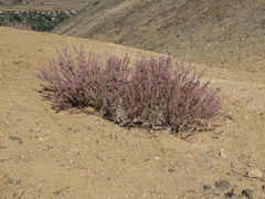 Eriogonum wrightii
