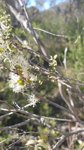 Image of Melaleuca acuminata by (c) Rosalie Lawrence, some rights reserved (CC BY)