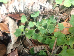 Hydrocotyle bowlesioides