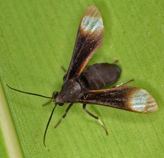 Anycles anthracina