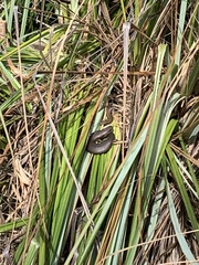 Cyclodomorphus casuarinae