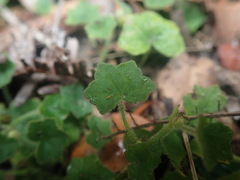 Hydrocotyle bowlesioides