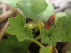 Hydrocotyle bowlesioides