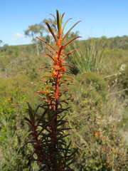 Gyrostemon australasicus
