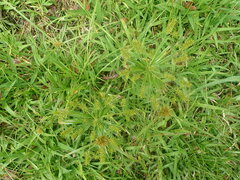 Cyperus meyenianus