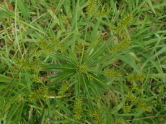 Cyperus meyenianus
