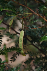 Acacia terminalis