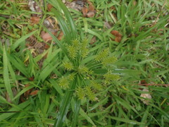 Cyperus meyenianus