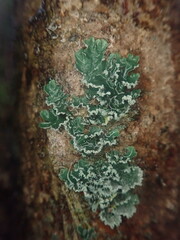 Erioderma sorediatum