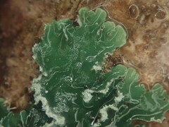 Erioderma sorediatum