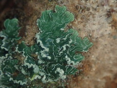 Erioderma sorediatum