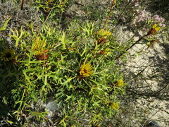 Isopogon ceratophyllus