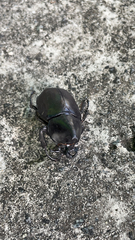 Xylotrupes