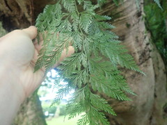 Davallia fejeensis