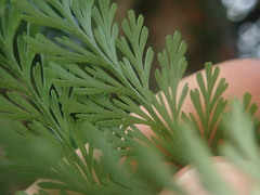 Davallia fejeensis