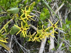 Anthocercis littorea