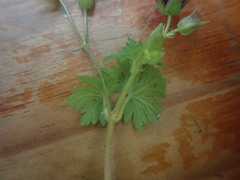 Geranium procurrens