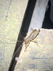 Hemideina crassidens