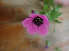 Geranium procurrens