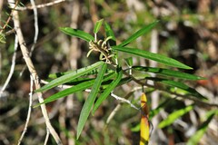 Astrotricha longifolia