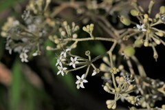 Astrotricha longifolia