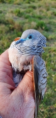 Geopelia placida