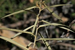 Astrotricha longifolia