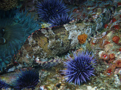 Oxylebius pictus