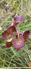 Xanthosia rotundifolia