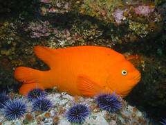 Hypsypops rubicundus