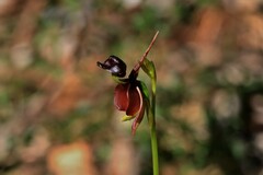 Caleana major