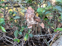 Bombycomorpha bifascia