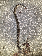 Pituophis catenifer deserticola