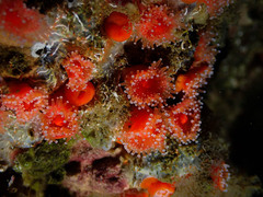 Corynactis californica