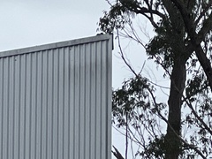 Todiramphus macleayii