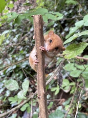 Muscardinus avellanarius