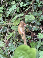 Muscardinus avellanarius