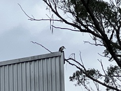 Todiramphus macleayii