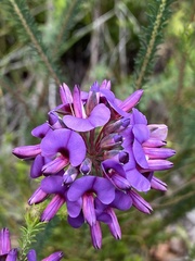 Gompholobium confertum
