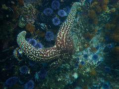Pisaster giganteus