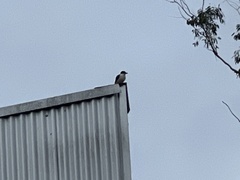 Todiramphus macleayii