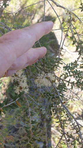 Image of Melaleuca acuminata by (c) Rosalie Lawrence, some rights reserved (CC BY)