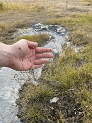 Rhynchospora capillacea