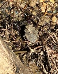 Gelastocoris oculatus