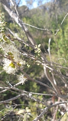 Melaleuca acuminata